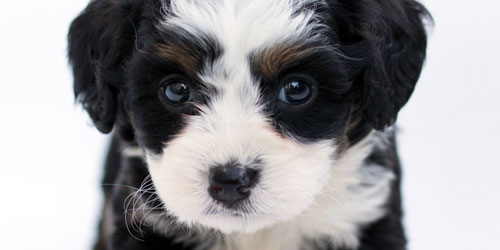 Close up of a puppy